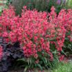 Picture of Penstemon b. 'Rose Rhinestones' BEJEWELED™ Series