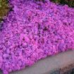 Picture of Phlox s. 'Drummond's Pink'- Creeping Phlox