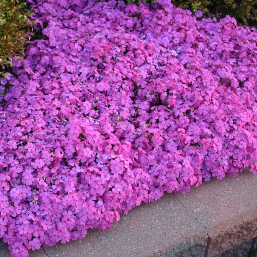 Picture of Phlox s. 'Drummond's Pink'- Creeping Phlox