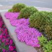 Picture of Phlox s. 'Drummond's Pink'- Creeping Phlox