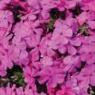 Picture of Phlox s. 'Drummond's Pink'- Creeping Phlox