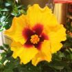 Picture of Hollywood Hibiscus™ Rico Suave™ Tropical Hibiscus
