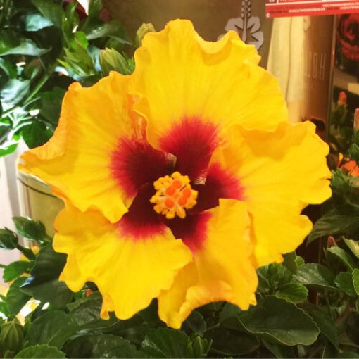 Picture of Hollywood Hibiscus™ Rico Suave™ Tropical Hibiscus