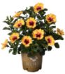 Picture of Hollywood Hibiscus™ Rico Suave™ Tropical Hibiscus