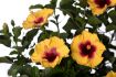 Picture of Hollywood Hibiscus™ Rico Suave™ Tropical Hibiscus