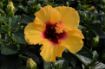 Picture of Hollywood Hibiscus™ Rico Suave™ Tropical Hibiscus