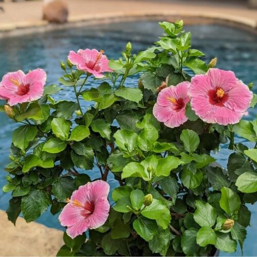 Picture of Hibiscus Hollywood Hibiscus™ America's Sweetheart™ Tropical