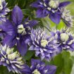 Picture of Clematis Taiga ppaf