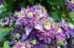 Picture of Clematis Taiga ppaf