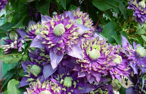 Picture of Clematis Taiga ppaf