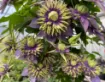 Picture of Clematis Taiga ppaf
