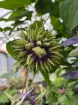Picture of Clematis Taiga ppaf