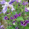 Picture of Clematis Arabella