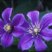 Picture of Clematis Arabella