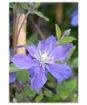 Picture of Clematis Arabella