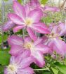 Picture of Clematis Asao