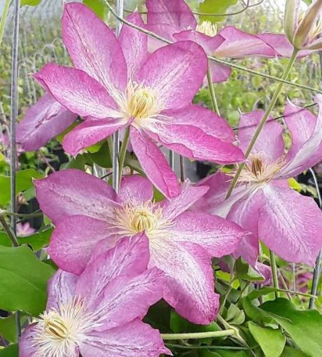 Picture of Clematis Asao