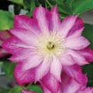 Picture of Clematis Asao