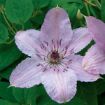 Picture of Clematis Hagley Hybrid