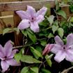 Picture of Clematis Hagley Hybrid