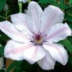 Picture of Clematis John Paul II