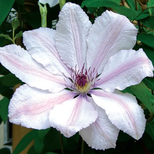 Picture of Clematis John Paul II
