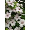 Picture of Clematis John Paul II