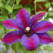Picture of Clematis Mrs N Thompson