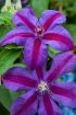 Picture of Clematis Mrs N Thompson