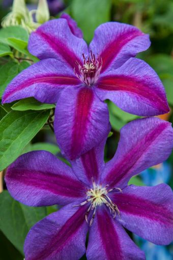 Picture of Clematis Mrs N Thompson