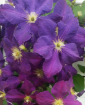 Picture of Clematis jackmanii Superba