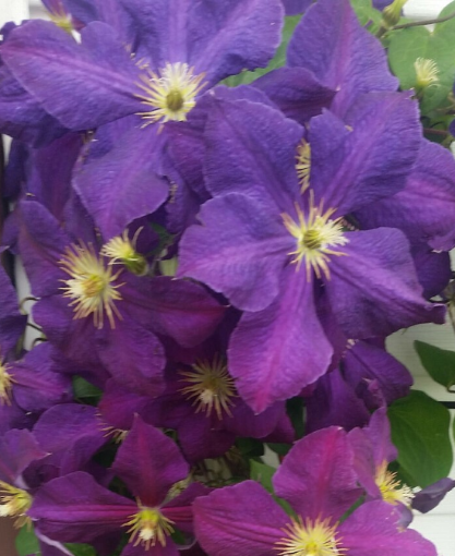 Picture of Clematis jackmanii Superba