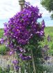 Picture of Clematis jackmanii Superba
