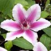 Picture of Clematis Carnaby