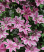 Picture of Clematis Carnaby