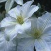 Picture of Clematis John Huxtable