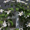 Picture of Clematis John Huxtable