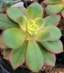 Picture of Aeonium Kiwi
