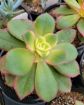Picture of Aeonium Kiwi