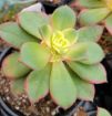 Picture of Aeonium Kiwi