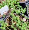 Picture of Senecio 'String of Pearls' Succulents