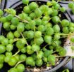 Picture of Senecio 'String of Pearls' Succulents