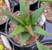 Picture of Aloe ‘Black Gem’