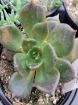 Picture of Echeveria 'Black Prince'