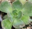 Picture of Echeveria 'Black Prince'