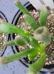 Picture of Crassula 'Hobbit'