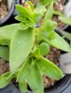 Picture of Crassula Campfire