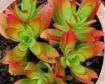 Picture of Crassula Campfire