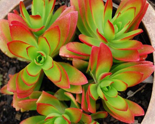 Picture of Crassula Campfire