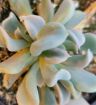 Picture of Echeveria Topsy Turvy